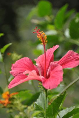 Produktbild Sonnentor Hibiskus Tee (80 g)
