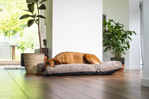 Image du produit Beeztees Veo (Chien)