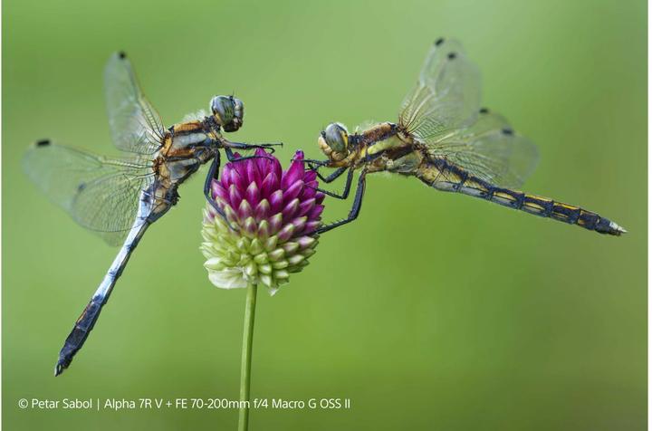 Produktbild Sony FE 70-200mm f/4 Macro G OSS II (Sony E, APS-C / DX, Vollformat)