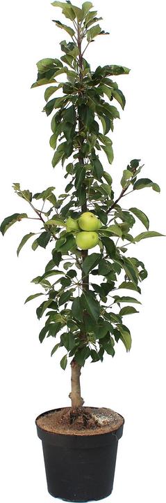 Actual product image Zulauf Columnar apple / Malus (SÄU) Goldlane (100 cm)