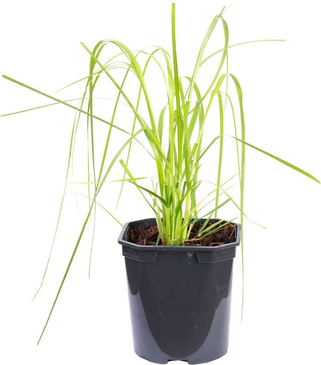 Immagine prodotto Flowerbox Erba della Pampa - Cortaderia selloana 'Rosea (50 cm)