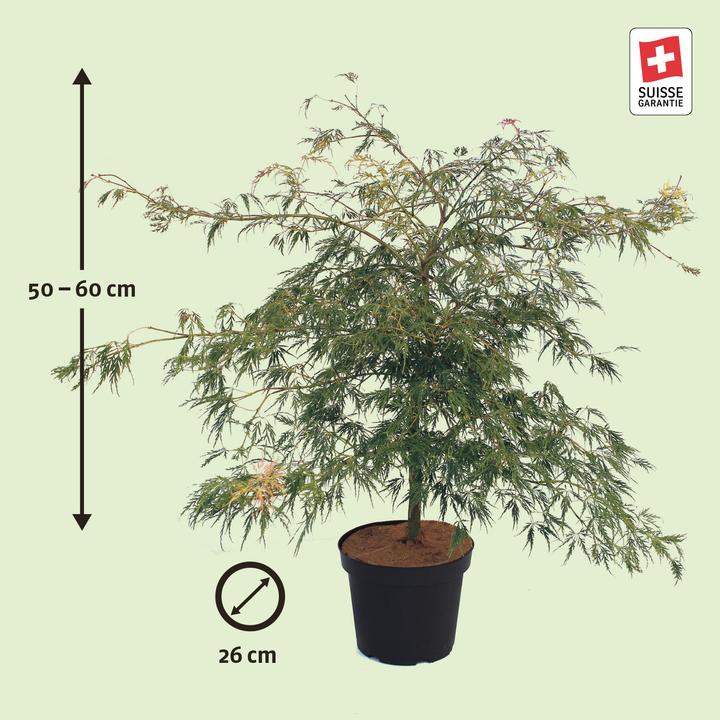 Produktbild Zulauf Japanischer Fächer-Ahorn / Acer palmatum 'Dissectum' (60 cm)