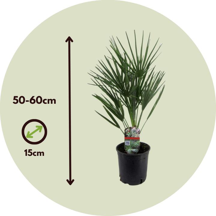 Image du produit Plant in a Box Chamaerops Humilis - Zwergpalme (50 cm)