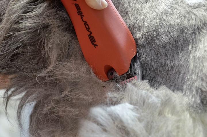 Image du produit Aesculap Tondeuse à batterie Favorita CL (Chien)