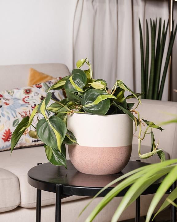 Immagine prodotto feey Philodendron scandens Brasil (25 cm, Appena rinvasata)