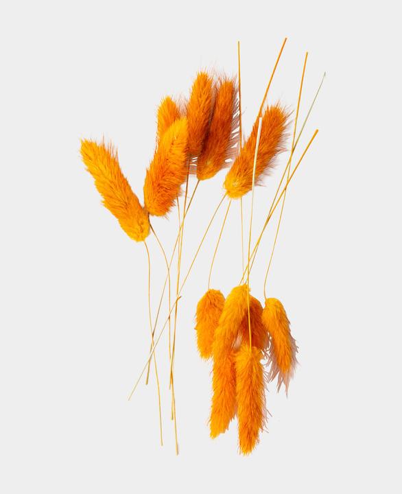 Produktbild I Am Creative Trockenblumen Lagurus (Trockenblumen)