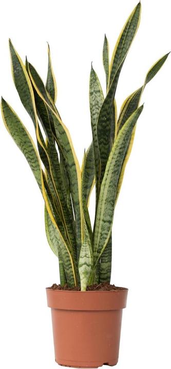 Actual product image Plant in a Box Sansevieria trifasciata Laurentii - bow hemp (65 cm)