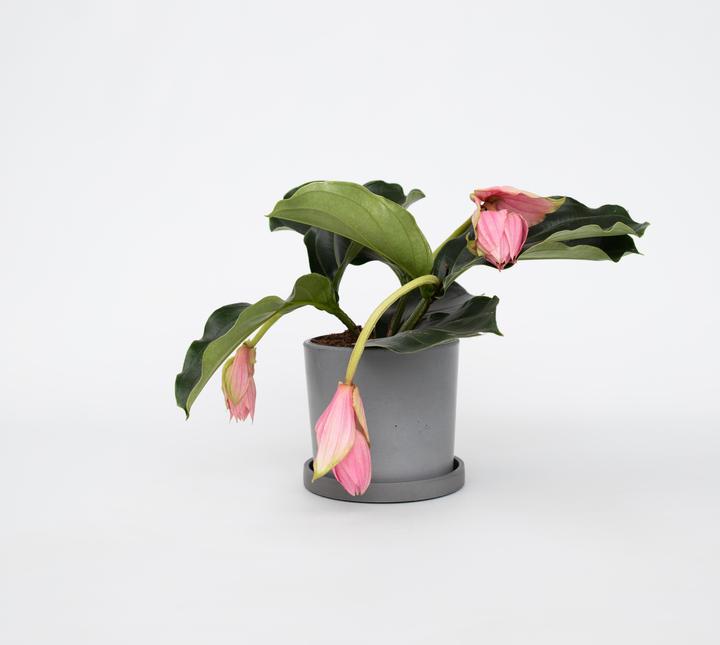 Produktbild Plant in a Box Medinilla Magnifica - Rosenmedinilla (40 cm)