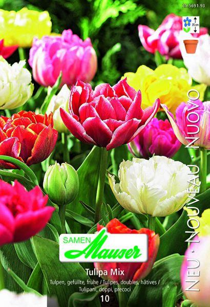 Immagine prodotto Samen Mauser Tulipa Mix (Pianta bulbosa)