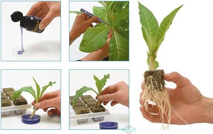 Actual product image Growth Technology Clonex Mist 750ml (3 l)