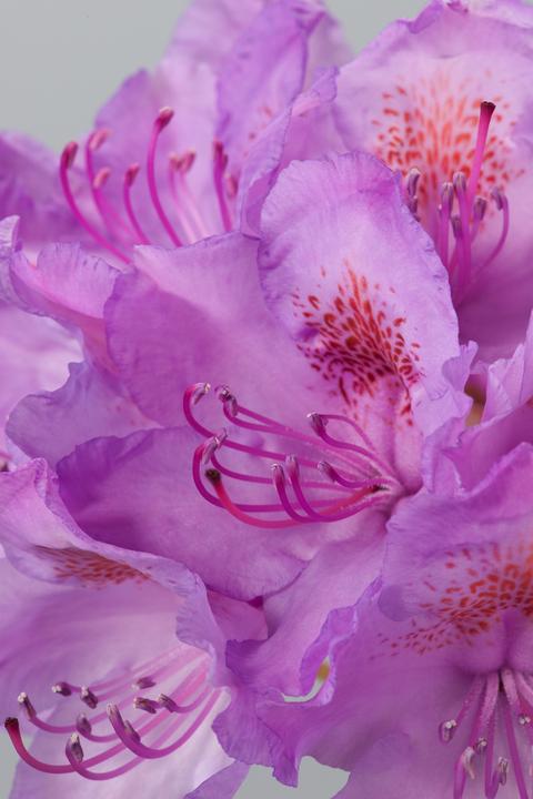 Produktbild Plant in a Box Rhododendron catawbiense purple, Cunningham's White, Elegans Pink - 6er Set Gartenpflanzen (25 cm)