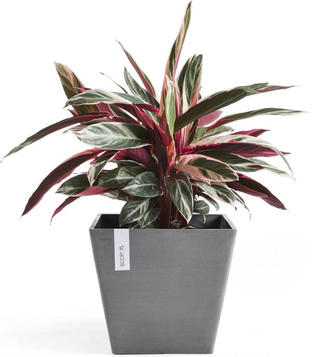 Actual product image Ecopots Rotterdam (30 cm)