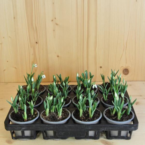 Actual product image Säntispracht Set of 6, grape hyacinth - Muscari armeniacum Big Smile Blue (15 cm)