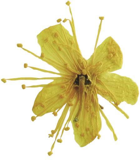 Image du produit You Nails Fleurs séchées réelles Cerise (Décoration des ongles)