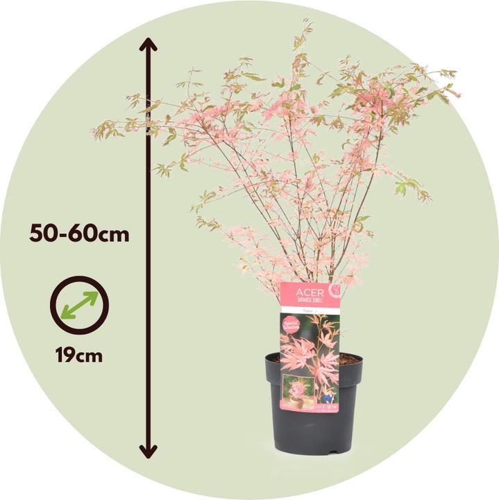 Image du produit Plant in a Box Acer Palmatum 'Taylor' - 2er Set Ahornbäume (50 cm)