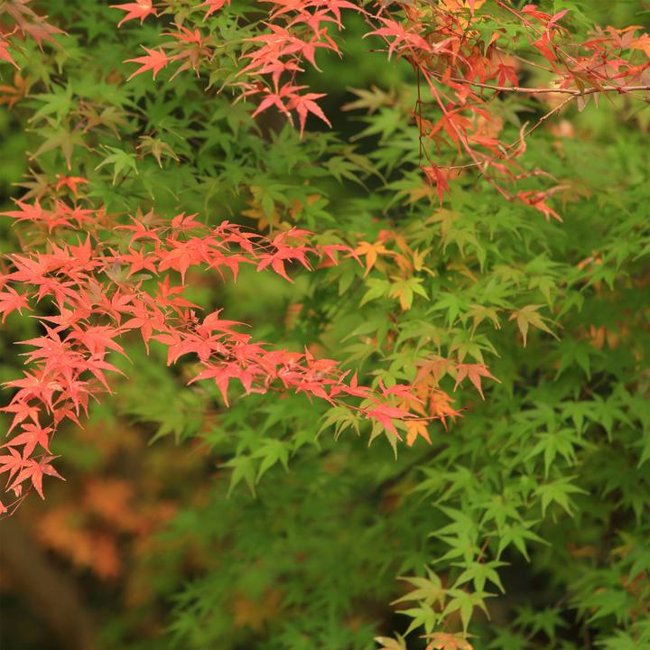 Immagine prodotto Plant in a Box Acer palmatum 'Moonrise' - Acero giapponese (90 cm)