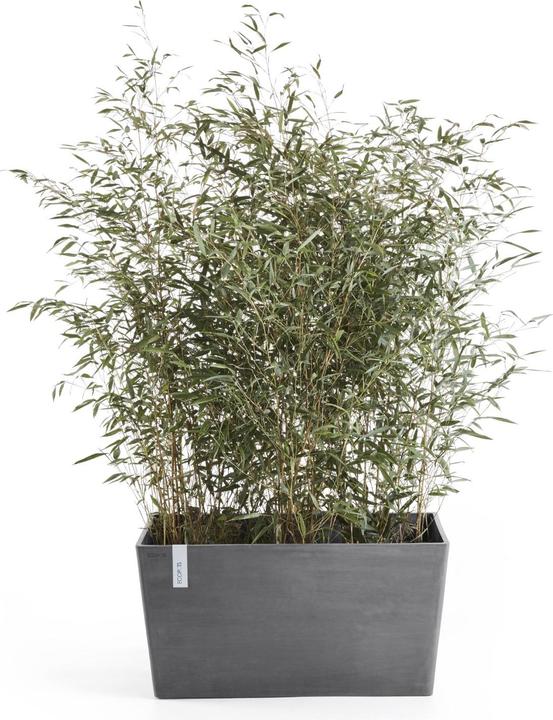 Actual product image Ecopots Paris (26 cm)