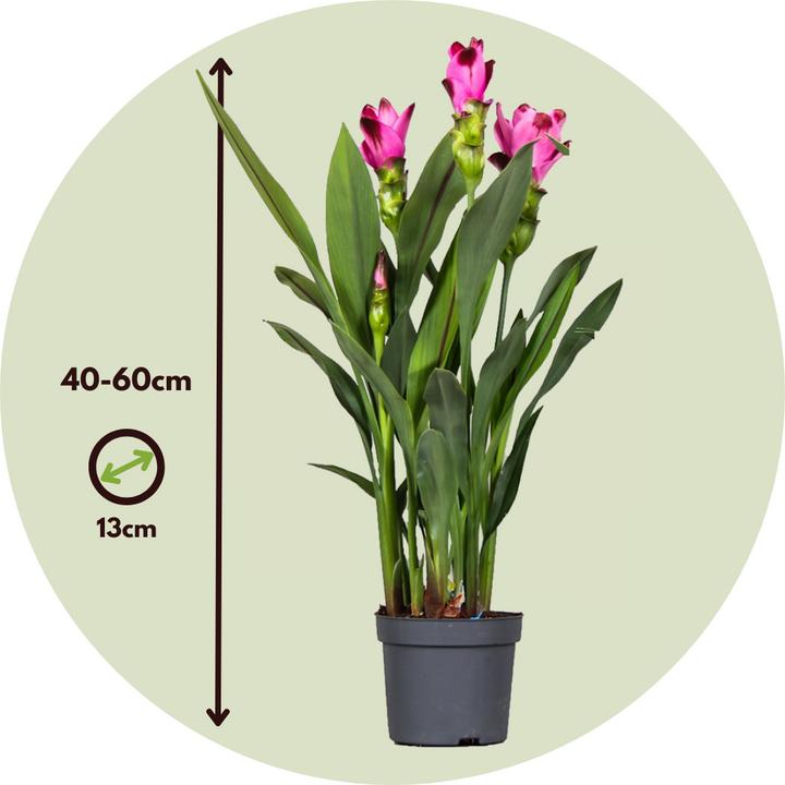Immagine prodotto Plant in a Box Curcuma alismatifolia 'Siam Splash' - Kurkumen (40 cm, Amichevole per gli animali)