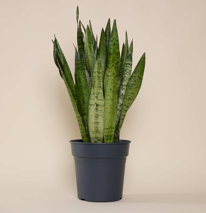 Immagine prodotto Mary and Plants Sansevieria Trifasciata Zeylanica (70 cm)