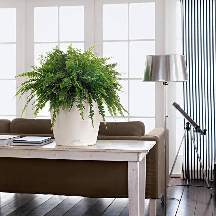 Image du produit Lechuza Classico Color (27.50 cm)
