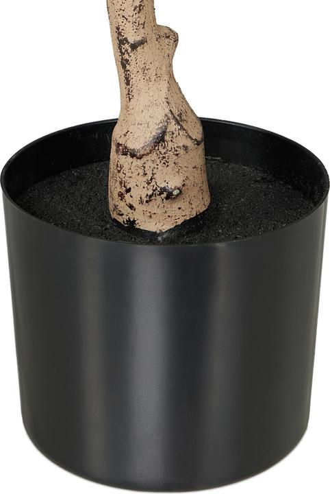 Produktbild Relaxdays Olivenbaum (90 cm)