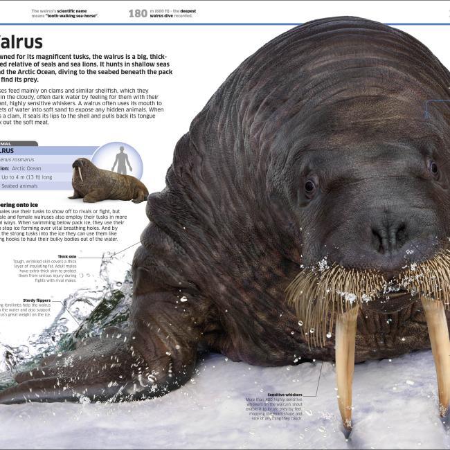 Image du produit Knowledge Encyclopedia Ocean! (Anglais, Collectif, 2020)