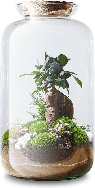 Produktbild Green Bubble DIY-Flaschengarten, Pflanzen im Glas: Manhattan Jungle (41 cm)
