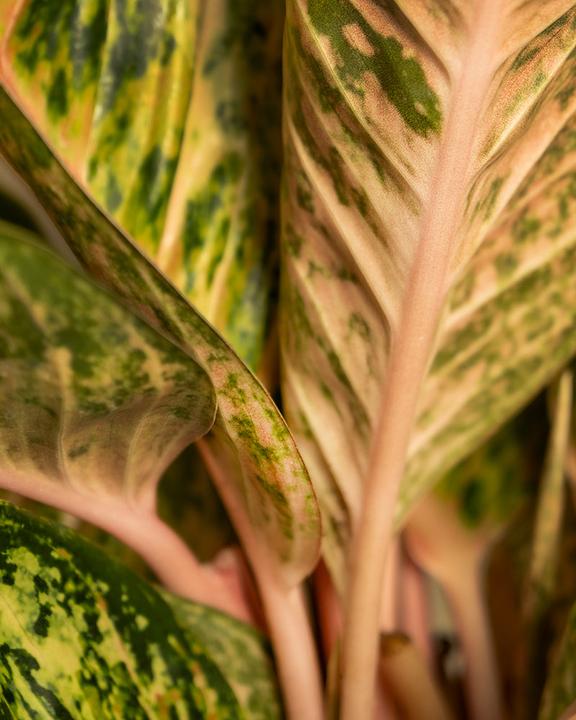 Immagine prodotto feey Aglaonema Painted Celebration (55 cm, Appena rinvasata)