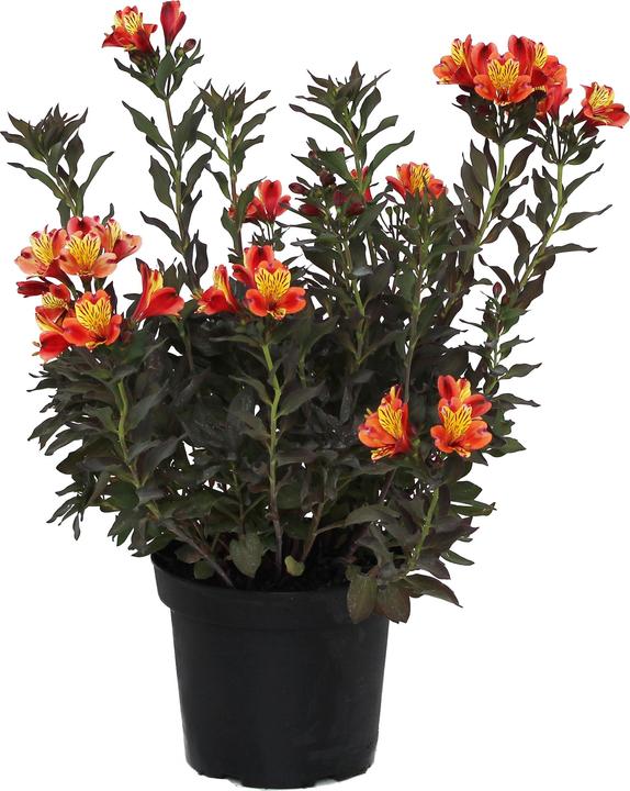Immagine prodotto Zulauf Alstroemeria 'Indian Summer'® / Inkalilie 'Indian Summer' ® (50 cm)