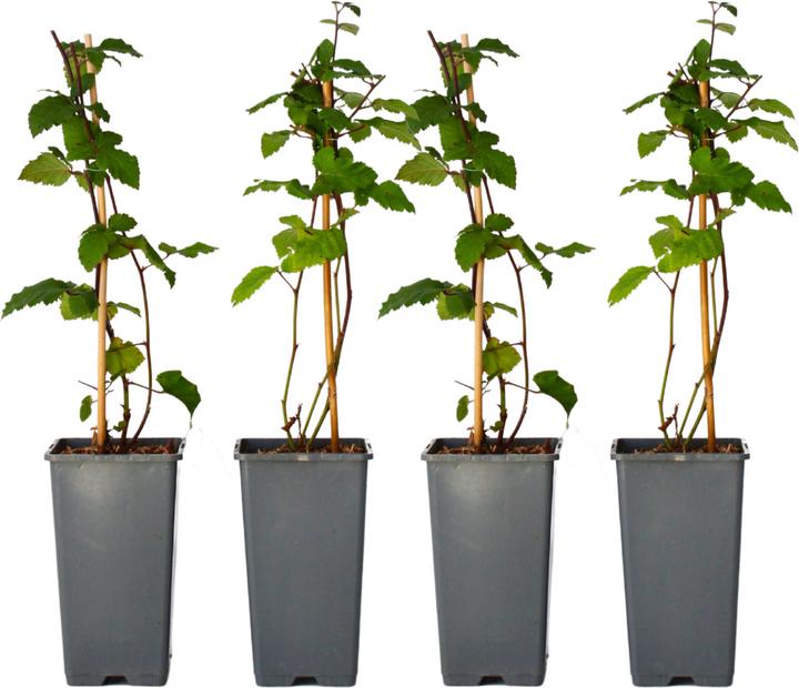 Image du produit Plant in a Box Rubus fruticosus Thornfree - Lot de 4 plants de ronces (50 cm)
