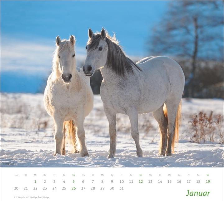 Produktbild Pferde Bildkalender 2024. Tierkalender für Pferdefreunde. Kalender mit spektakulären Fotos edler Pfe (Harter Einband, Deutsch)