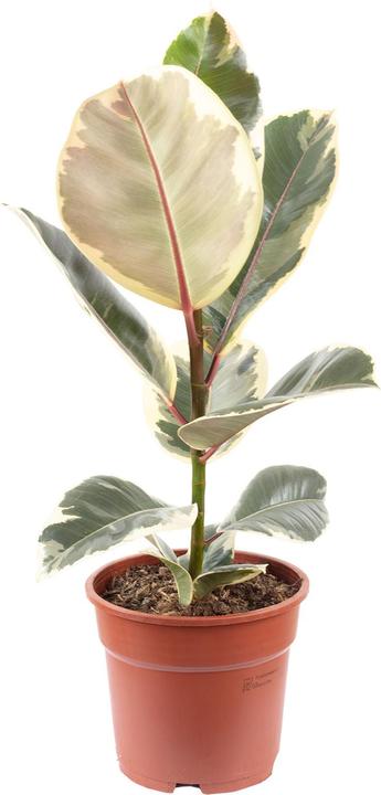 Flowerbox Gummibaum - Ficus elastica "Tineke" (45 cm)