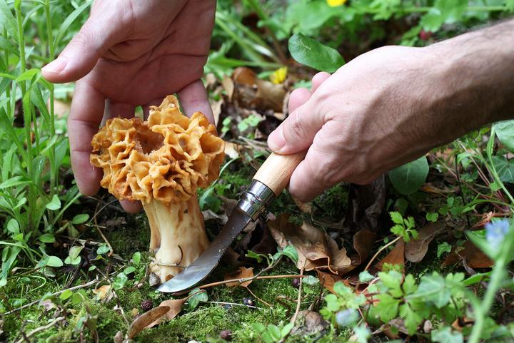 Produktbild Opinel Pilzmesser (8 cm)