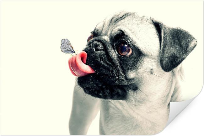 Actual product image Trenddeko Animal affection (60 x 40 cm)