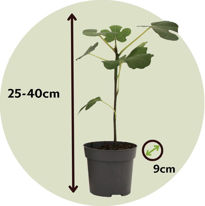 Produktbild Plant in a Box Citrus calamondin, citrus limon, ficus carica, olea - 8er Set Mediterranen Obstbäumen (25 cm)