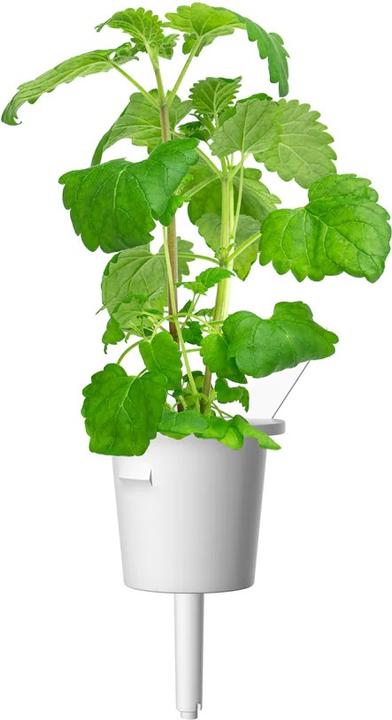 Actual product image Click and Grow Catnip (Herb seeds)