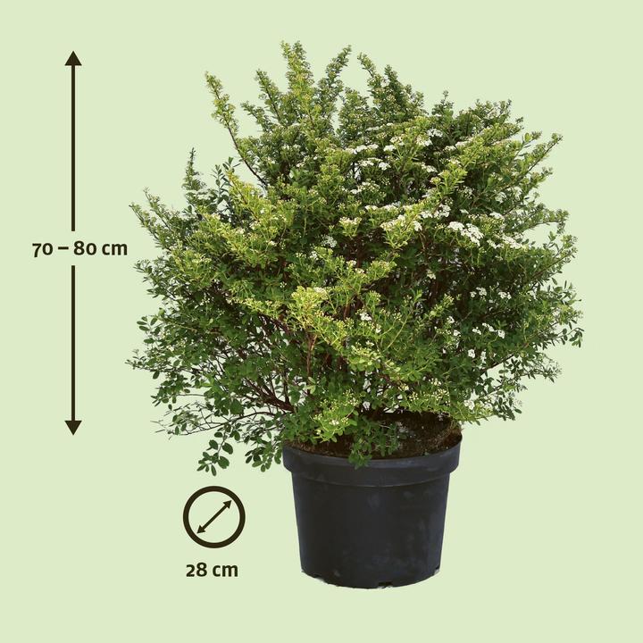 Produktbild Zulauf Japanische Strauch-Spiere / Spiraea nippon. 'Snowmound' (80 cm)