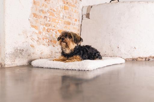 Produktbild Designed by Lotte Ligra (Hund)