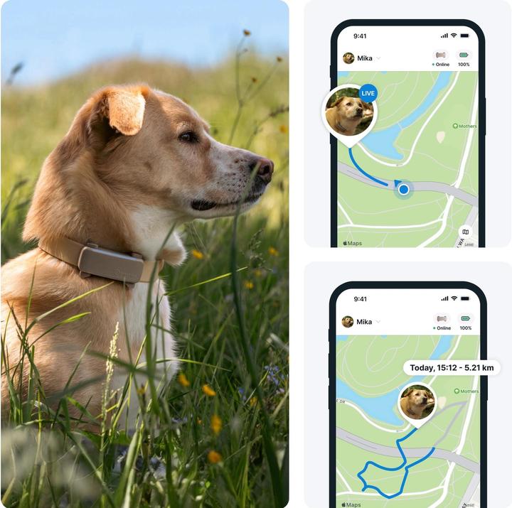 Actual product image Tractive GPS Tracker Dog 6 (Dog)