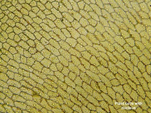 Actual product image Bresser LCD microscope