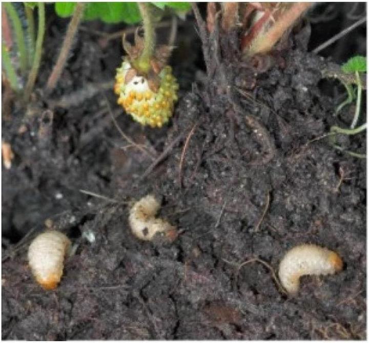 Produktbild Neudorff Dickmaulrüssler-Nematoden (Bestell-Set mit Bestellgutschein) (Schadinsekten)