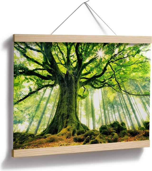 Image du produit Trenddeko Kiciak - La forêt des contes de fées (30 x 24 cm)