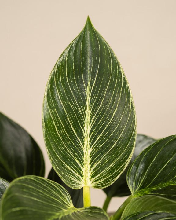 Image du produit feey Philodendron Birkin 'White Measure' (mesure blanche) (30 cm, Fraîchement rempotés)