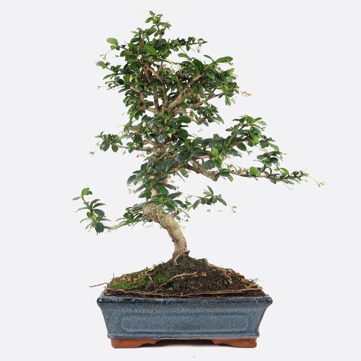 Produktbild Bonsai.ch Carmona Fukientee cm