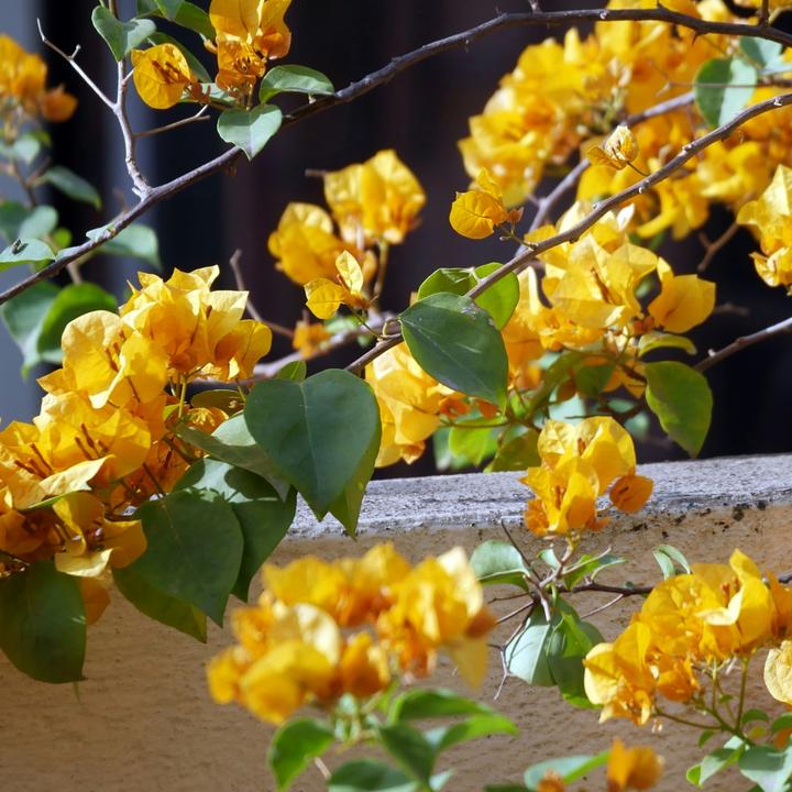 Produktbild Plant in a Box Bougainvillea 'Dania' - (50 cm)