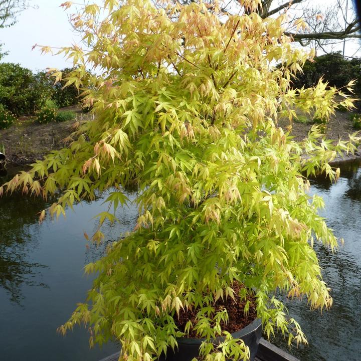 Produktbild Plant in a Box Acer palmatum 'Katsura' - Japanischer Ahorn (70 cm)
