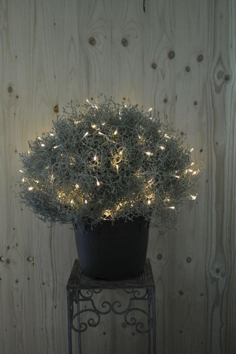 Produktbild Säntispracht Der silberne Winterschmuck, Silberkopf - Calocephalus brownii Silver mit Lichterkette (60 cm)