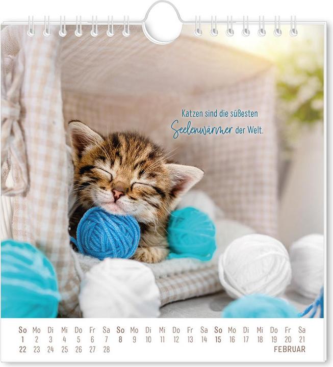 Immagine prodotto Postkartenkalender 2026 Auf leisen Pfot (16 x 17 cm, Tedesco)