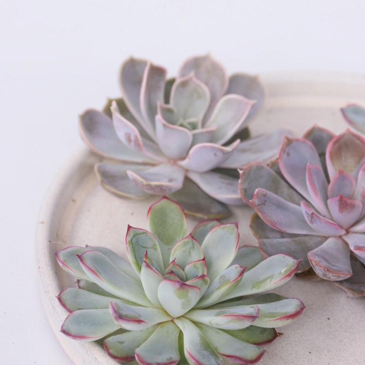 Produktbild Plant in a Box Echeveria lilacina - 5er Mischung Echeveria DIY (7 cm)