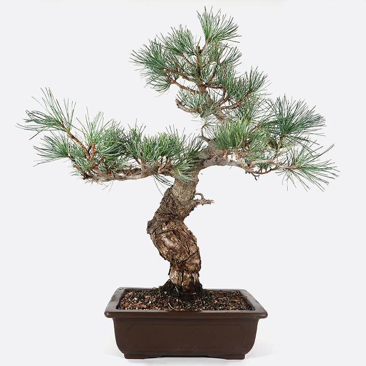 Produktbild Bonsai.ch Pinus Mädchenkiefer cm